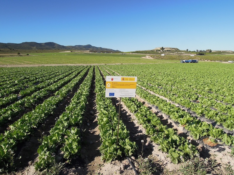 REVISTAFYH's tweet photo. GO-ACBD, elegido como ejemplo de #innovación para la producción agrícola europea https://t.co/HBuva9dmwT #GOACBD
@brocolicricket
#Fruca #Verdimed
@BonduelleEsp
@Proexport_Spain
@kernelexport https://t.co/DRvfEkrwS9