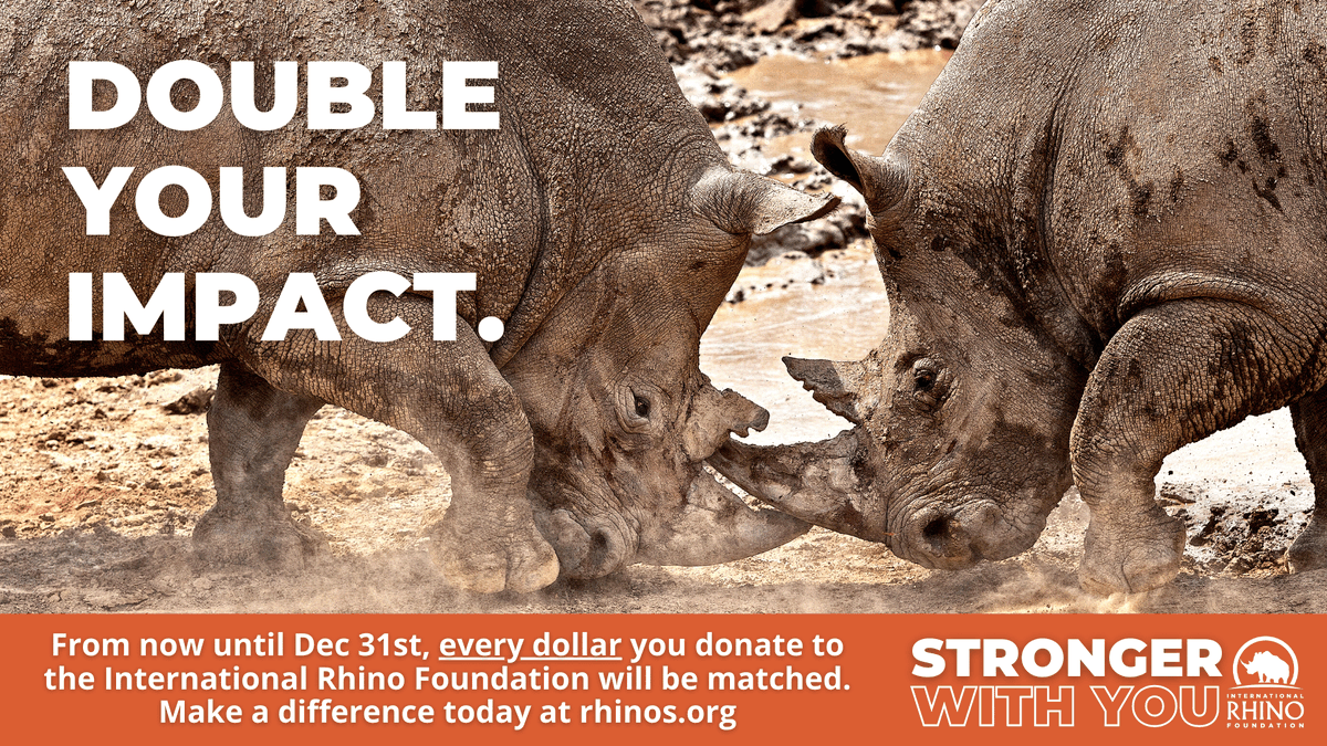 RhinosIRF's tweet photo. A generous, long-time IRF donor has agreed to match EVERY DOLLAR donated for the rest of the year! Double your impact today: https://t.co/lZs81OITSW
We are #StrongerWithYou https://t.co/bq5ZzzsnuK