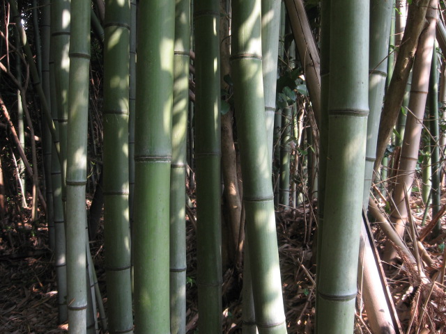 The next madake die off in Japan will be around the year 2090. There is a theory that all madake in Japan are genetically identical, which leads to this species being especially vulnerable to flowering, unlike other species, where flowering occurs in only in small local areas.