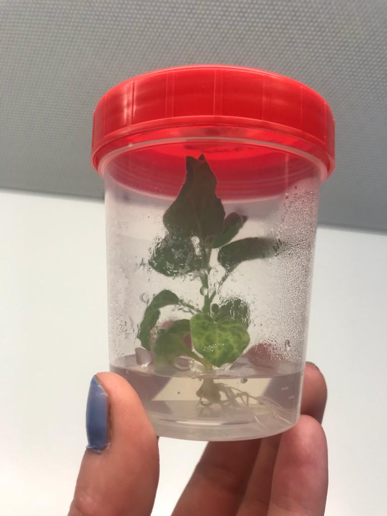 Eva Stoger's Lab tweet media