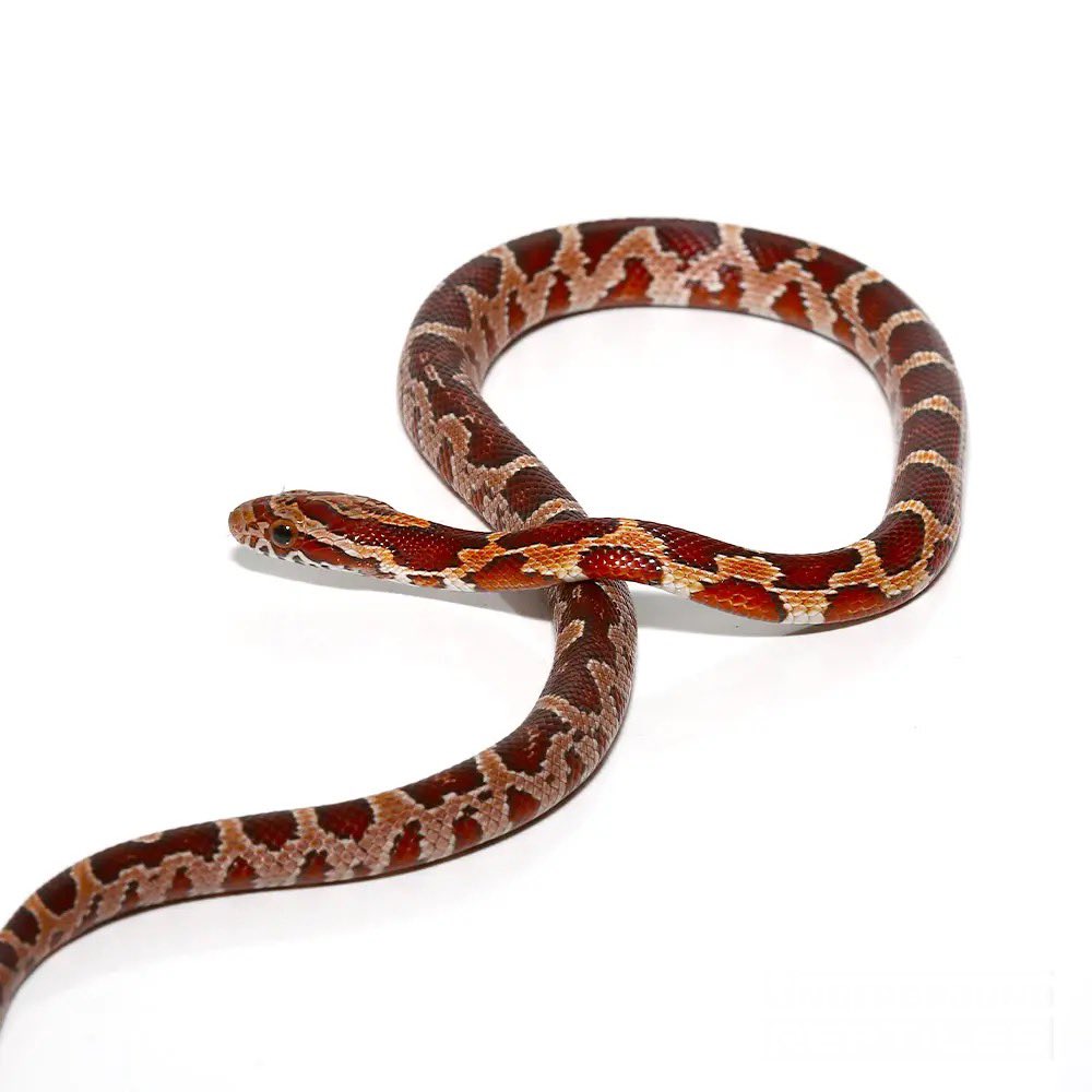 Scales & Things tweet media