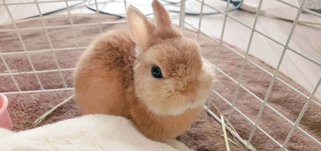 ふくらすずめ Twitter Search