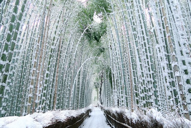 However,  @jayotibanerjee will (rightly!) scold me if I don't add this post scriptum: bamboo is an amazingly versatile and useful plant. Today mass flowering does not need to lead to national or even local disaster, if properly foreseen and responded to.