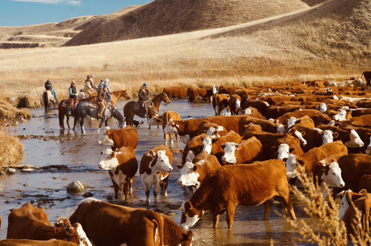 Fall cattle drive down in Champion, Alberta. Like if you think this should be a painting.

Photo by Judy Smith