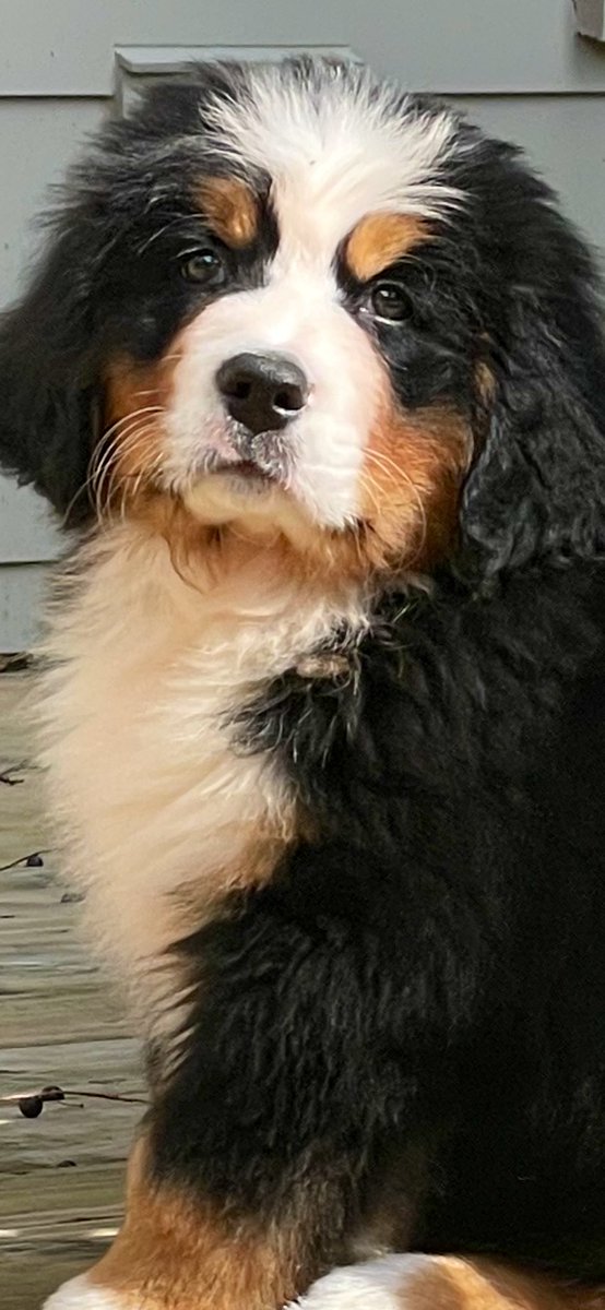 bluesideups's tweet photo. Welcome to the fam, Sloan! #BerneseMountainDog https://t.co/yLr25GFuW3