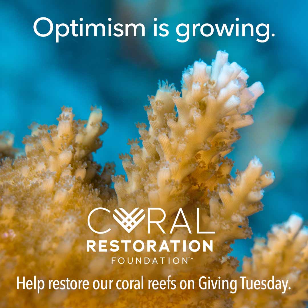 coralcrf's tweet photo. Securing a healthy future for our #coralreefs starts with you. 

On #GivingTuesday, Dec 1, help us on our mission to #Restore2020 by donating to CRF™. Funds will be matched up to $20,000 meaning every dollar you give on will have DOUBLE the impact! https://t.co/Ae3EaIC8Pn https://t.co/AAiyjQTjQj