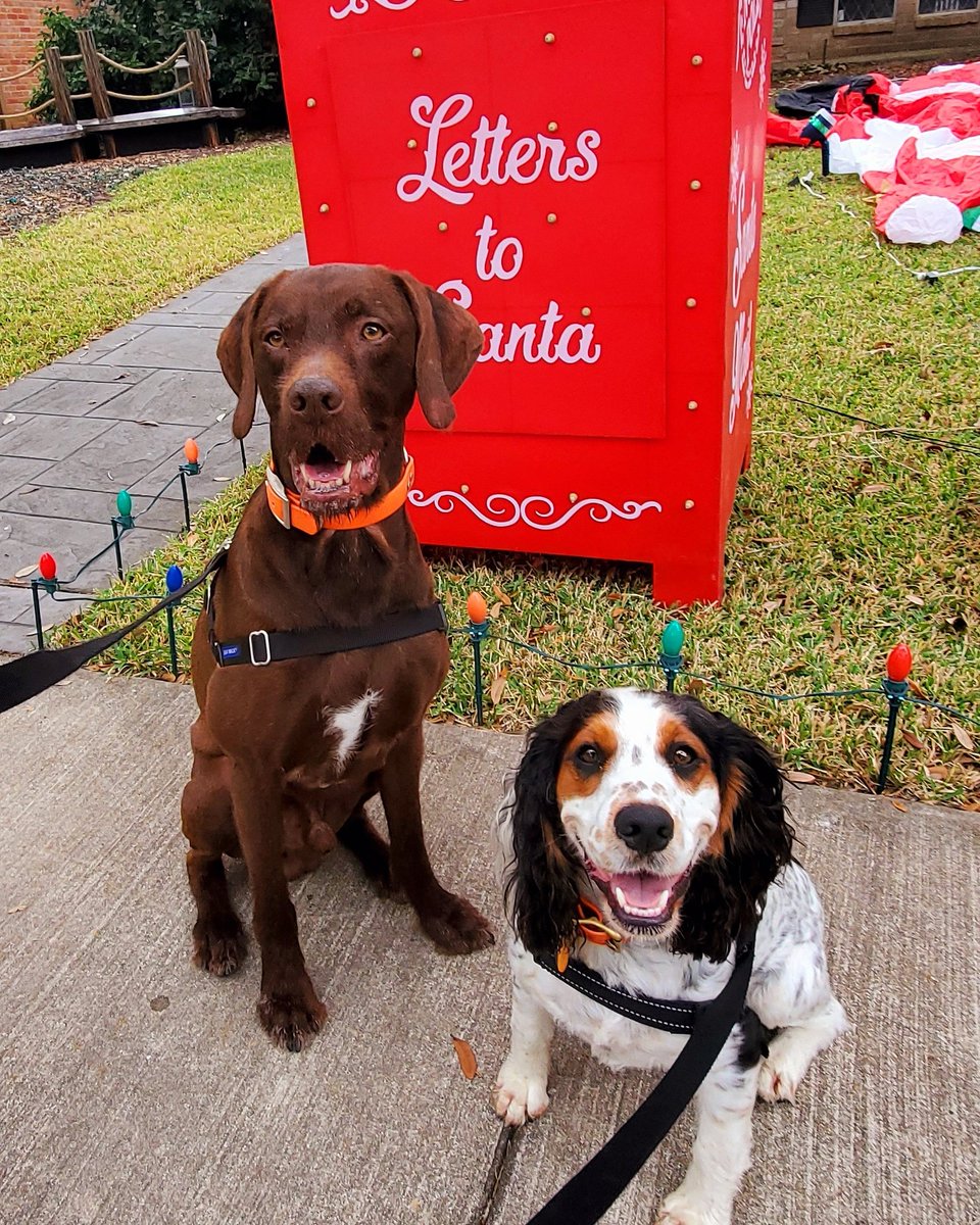 Jessikapetsit's tweet photo. #roversitterpic #roverdotcom #roverwalker #roverdogs #dogsofhouston🐾 https://t.co/qWa5pbRWUc