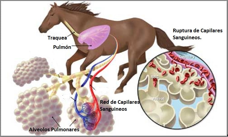 Система органов животных дыхательная система. Физиология дыхания животных. Строение легких млекопитающих. Реберный тип дыхания у животных. Внешнее дыхание физиология.
