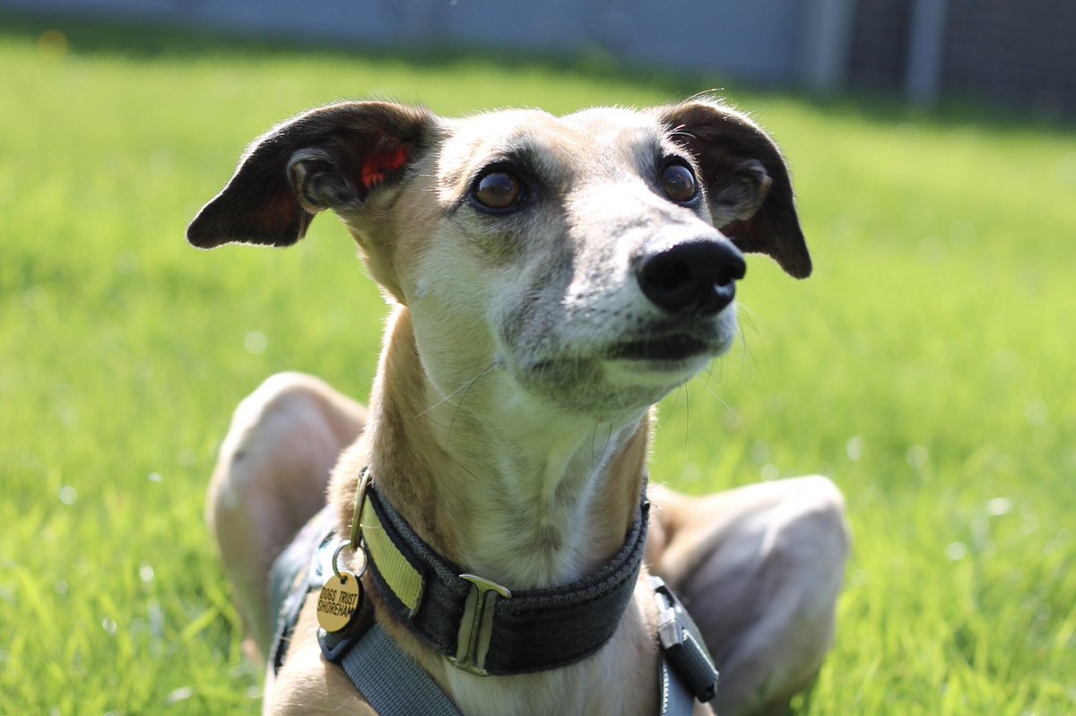 DT_Evesham's tweet photo. 💛Lacey💛
✔️adult-only home
✔️no other pets
✔️her own large secure garden
✔️VERY intelligent
✔️active lifestyle
✔️no neighbouring dogs
✔️perfectly housetrained
✔️quiet environment needed
✔️breed experience beneficial 
✔️can be left 4 hours at a time
@DogsTrust #dogstrust #dogs https://t.co/WMSaGZOucE