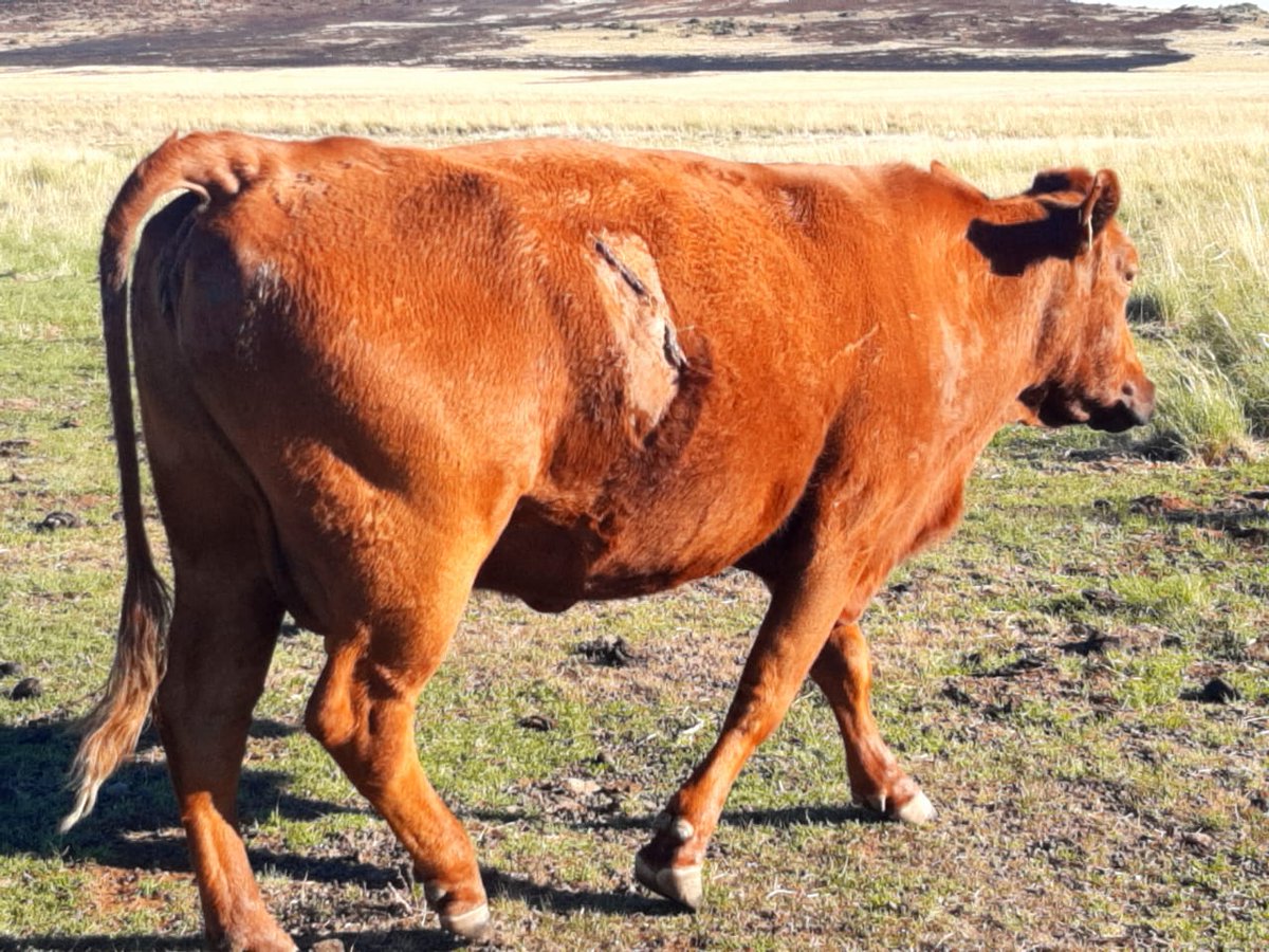 SteynsburgVet's tweet photo. We performed a caesarian on this cow 6 days ago. Removed a 48kg calf with headlamps and a freezing wind blowing dust and messing up the operation site. But the cow is ok. Tough ladies. https://t.co/iiMyF8tEw8
