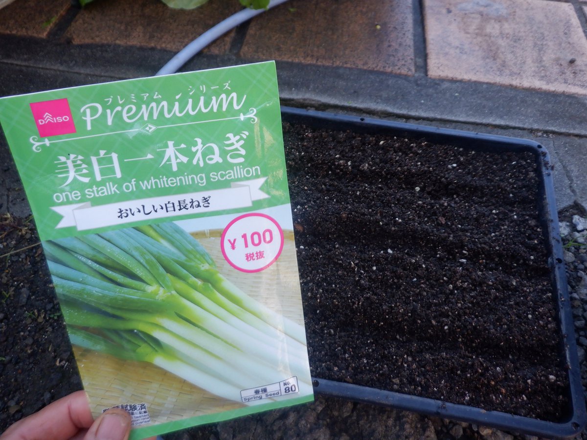 うさ 11 24 美白1本ねぎは1袋全部蒔きました かなりの厚蒔きです タマネギは嫌光性だと聞いたのでネギ も同様でしょうhttps T Co A6kuof0794 ということで 水やりの後 新聞紙を被せておきました 発芽したら新聞紙は取り除きます T Co
