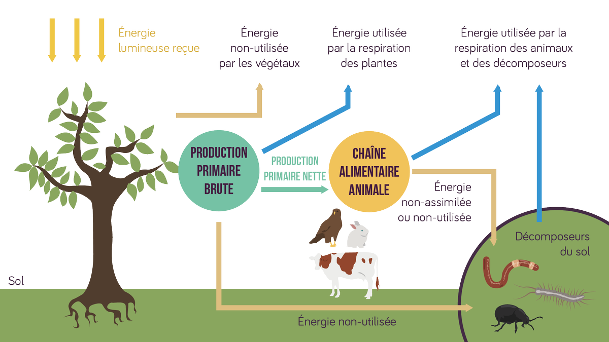 Tout comme le mécanisme de l'évolution conduit les organismes vivants à se complexifier sans cesse, à générer des écosystèmes de + en + élaborés, les animaux d'elevage apportent au système agricole un degré supplémentaire de diversité, de stabilité, de fertilité, d'énergie...