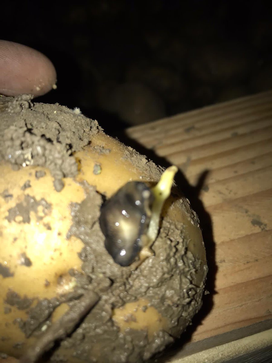 VanIperenBV's tweet photo. Kiemlust en slakken 🐌 zorgen voor problemen in de #aardappelteelt. Gericht advies en frequente opvolging zorgen voor het beste resultaat. Neem contact op voor een gericht advies voor uw bedrijf. #kiemremming #kiemen #aardappelen #akkerbouw https://t.co/9WpFHdklDs