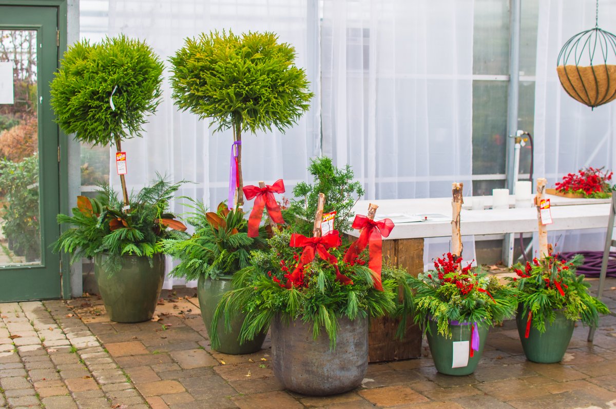 LandscapeCVN's tweet photo. Winter is coming, and we're ready for it!
Shop local this year for your live winter decor &amp; work with our retail staff on creating a custom planter to elevate your outdoor space!

#winter #shoplocal #stlouis #shoplocalstlouis #winterdecor #forthehome #plants #evergreen #christmas https://t.co/AexpdbkwKb