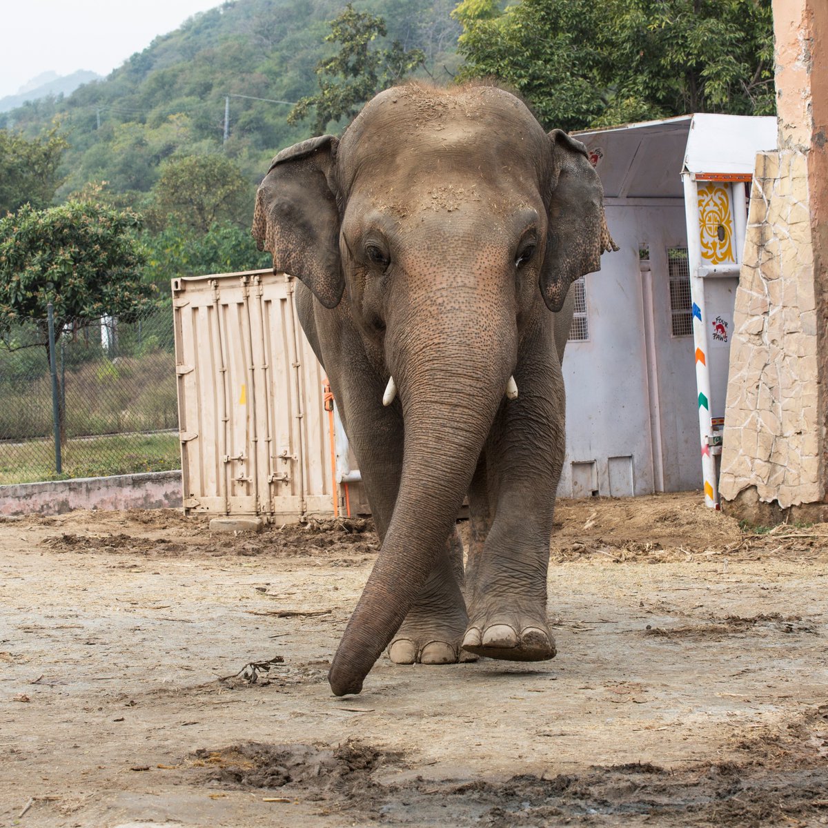 fourpawsint's tweet photo. #FOURPAWSinPakistan: Training for the big move!
Together with his team, Dr Amir Khalil is spending several hours per day to work with the elephant and making sure he feels comfortable and safe in the crate. #FreeKaavan 
Support our mission in Pakistan: https://t.co/vJTUk3X21N https://t.co/L0ktIIrBNK