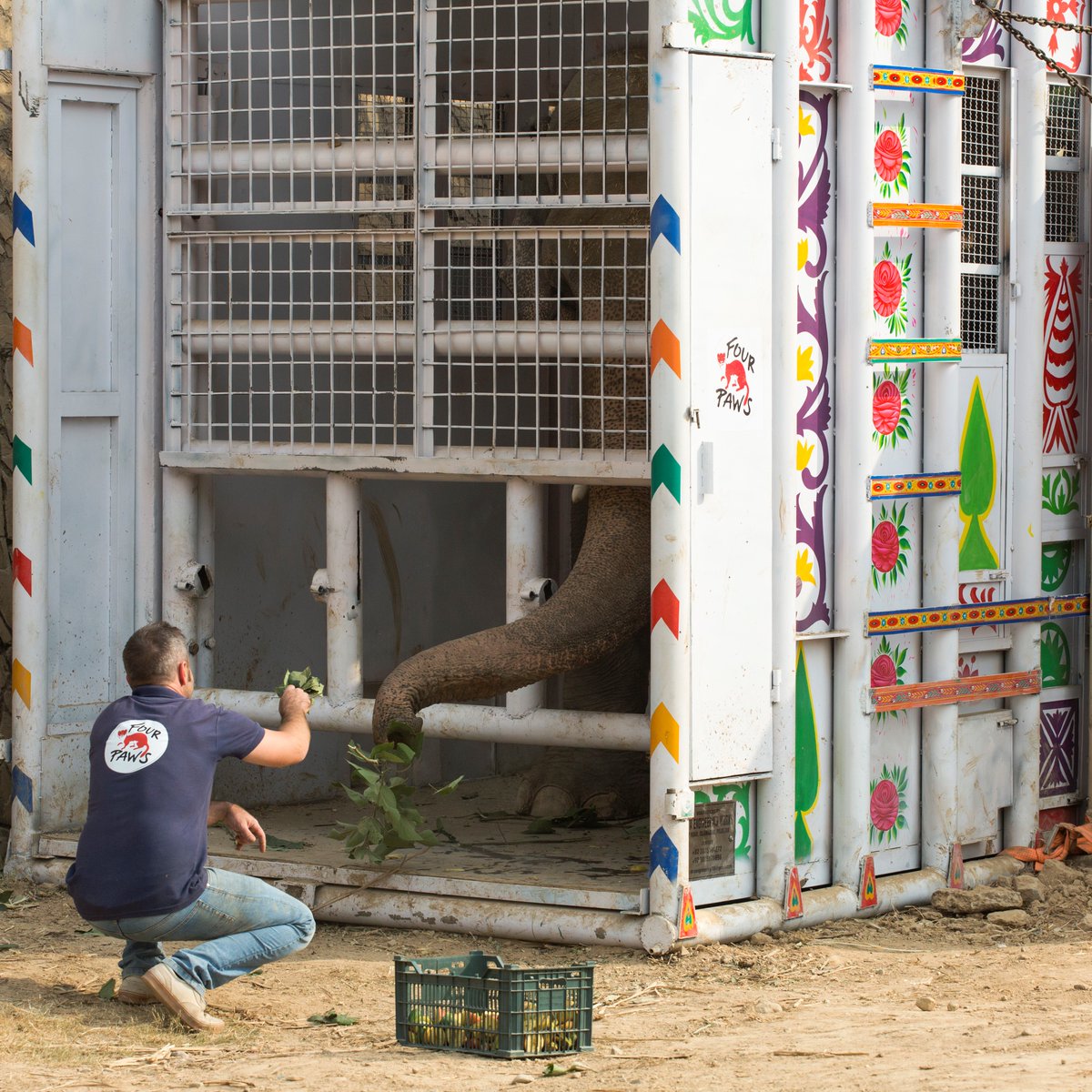 fourpawsint's tweet photo. #FOURPAWSinPakistan: Training for the big move!
Together with his team, Dr Amir Khalil is spending several hours per day to work with the elephant and making sure he feels comfortable and safe in the crate. #FreeKaavan 
Support our mission in Pakistan: https://t.co/vJTUk3X21N https://t.co/L0ktIIrBNK