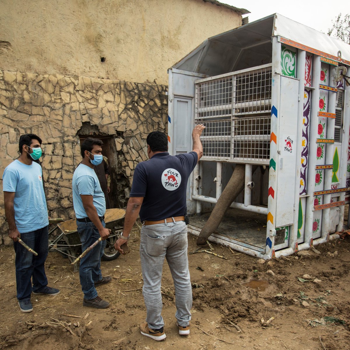fourpawsint's tweet photo. #FOURPAWSinPakistan: Training for the big move!
Together with his team, Dr Amir Khalil is spending several hours per day to work with the elephant and making sure he feels comfortable and safe in the crate. #FreeKaavan 
Support our mission in Pakistan: https://t.co/vJTUk3X21N https://t.co/L0ktIIrBNK