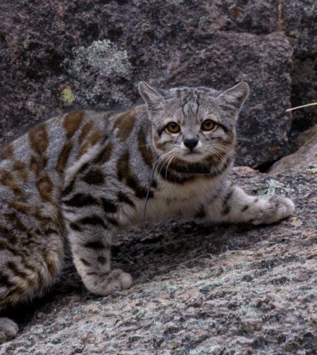 the extremely rare andean mountain cat