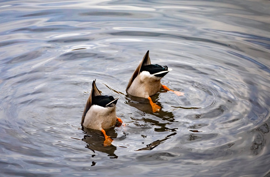 Did someone say Tur-Duck-En? We're out of here!!!