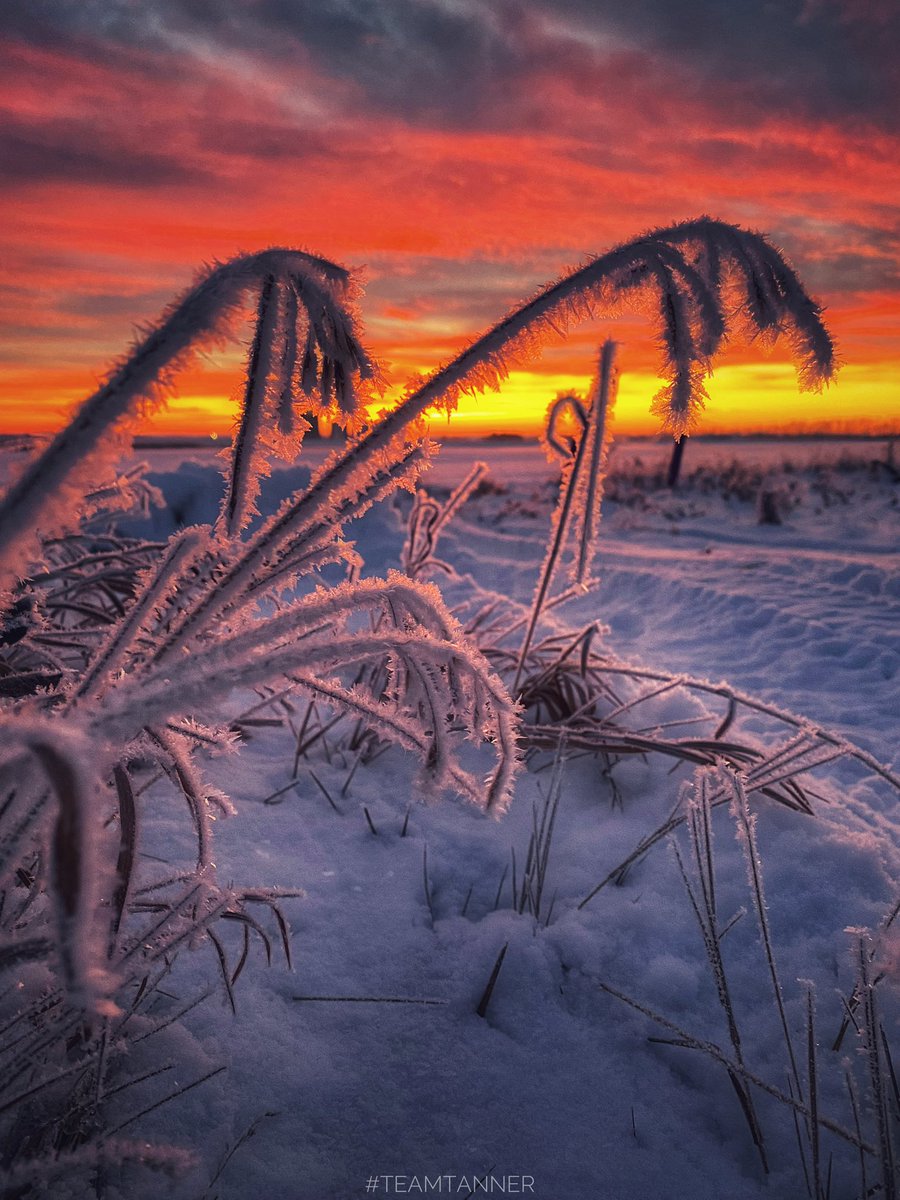 treetanner's tweet image. What a stunner of a #sunrise today 😍 #ShareYourWeather #teamtanner #photography @dartanner @mikesobel @andy_stones @saloplarus @PeakToSailPhoto