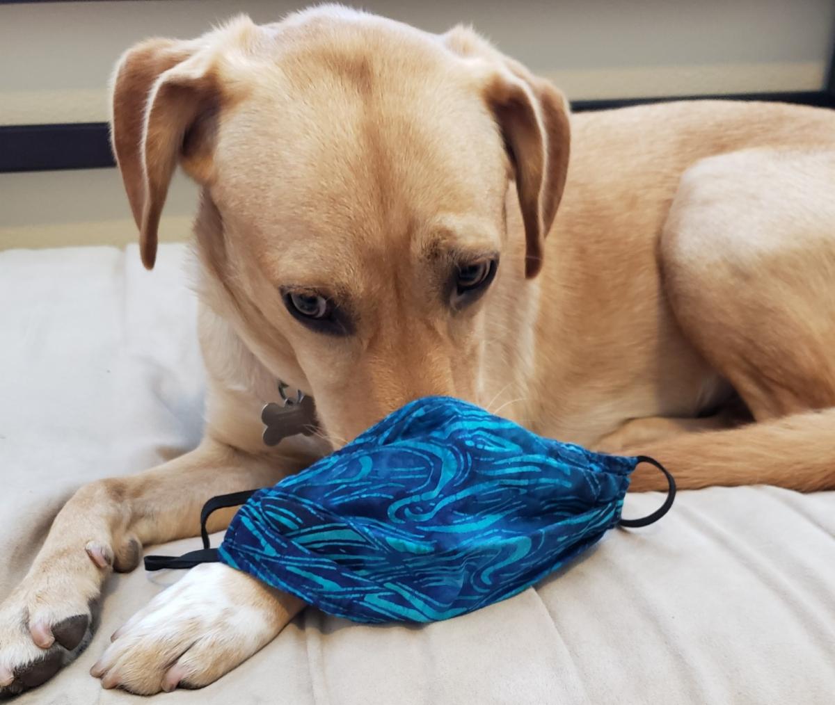 LabRescuersSD's tweet image. Wishing you a very Happy Thanksgiving conta.cc/2UUTBZP