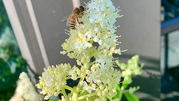 Feed The Bees tweet media