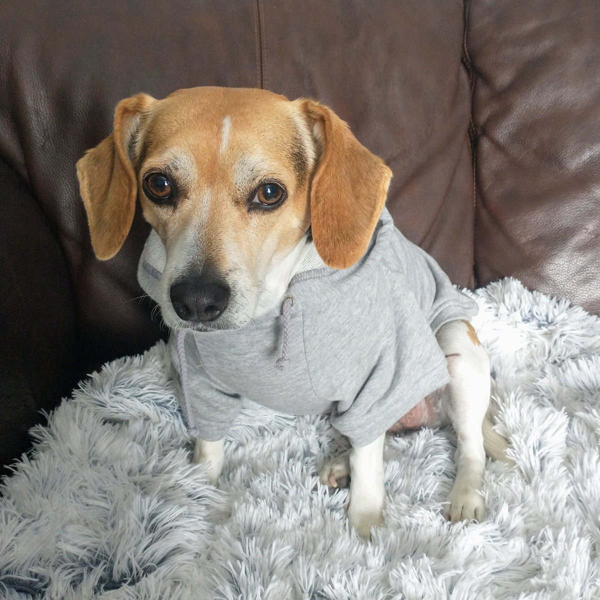 Princess Coopy got a new hoodie just in time for today's snow. ☺️
.
.
.
#dogsoftwitter #dog #dogs #colorado #winterishere #beagle #beaglesoftwitter #winter