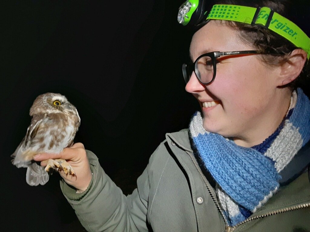 Turns out owl banding is even more fun when I can sleep in the next day. We got five new cuties last night! All were hatch year birds, meaning they hatched this year and are on their very first migration.

Note: I am a licensed bander handling these owls for a scientific study.