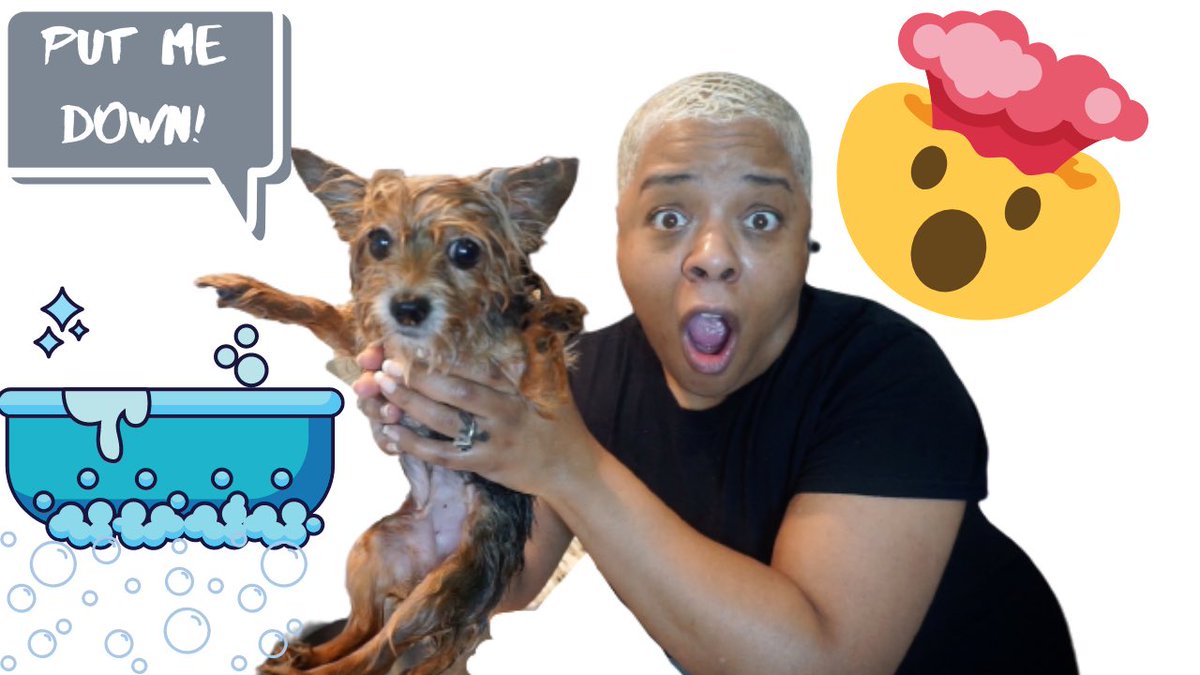 ATTEMPTING TO GIVE MY TEACUP YORKIE A BATH! 🛁 
•
m.youtube.com/watch?v=OUCxtf…
•
#yorkshireterrier #yorkie #teacupyorkie #teacupyorkies #dogbath #doggrooming #dogsofinstagram #vlog #binge #content #family #bingefamilyvlogs #youtubeblack #blackyoutuber #dogvideos #kids #family
