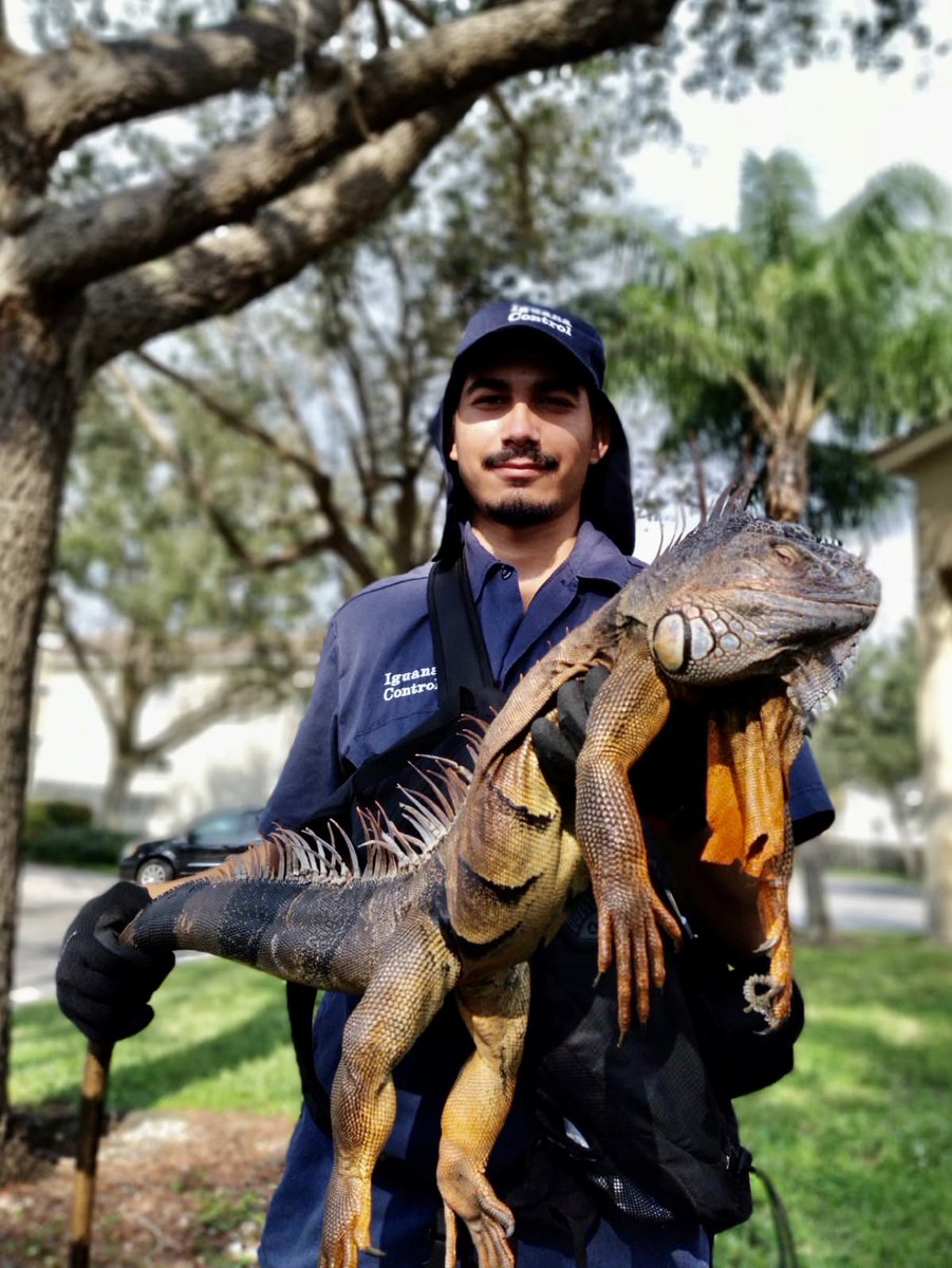 IguanaControl's tweet photo. Check out the size of this monster! You do not want to mess with them!
.
Call us for help TODAY! 855-525-5656
#iguanaflorida #greeniguana #iguanaproblem #iguanawild #iguanacontrol #coralspring #miami #southflorida #westpalmbeach https://t.co/BRSm7UZPp8