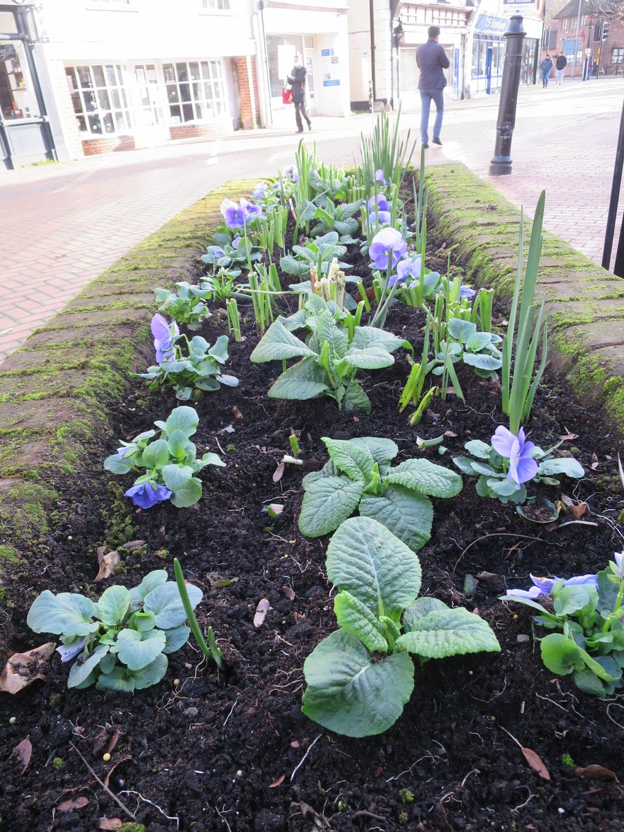 Our flowerbeds in Market Square are now winter-ready with these cheerful pansies, ready to welcome back shoppers once Lockdown is over. #Chesham #OurBloom