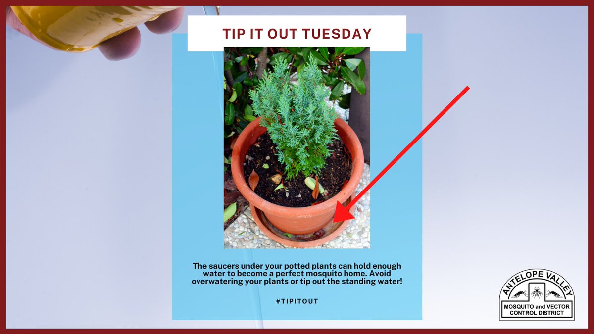 AVMosquito's tweet photo. Wow! It's Tuesday again. A perfect day to find sources of standing water where mosquitoes might call home and TIP THEM OUT. Plant saucers are a sneaky yet very common place that our technicians find mosquito larvae. #NoWaterNoMosquitoes #TuesdayTips #TipItOut #TuesdayThoughts https://t.co/ZjfGGdbTs7