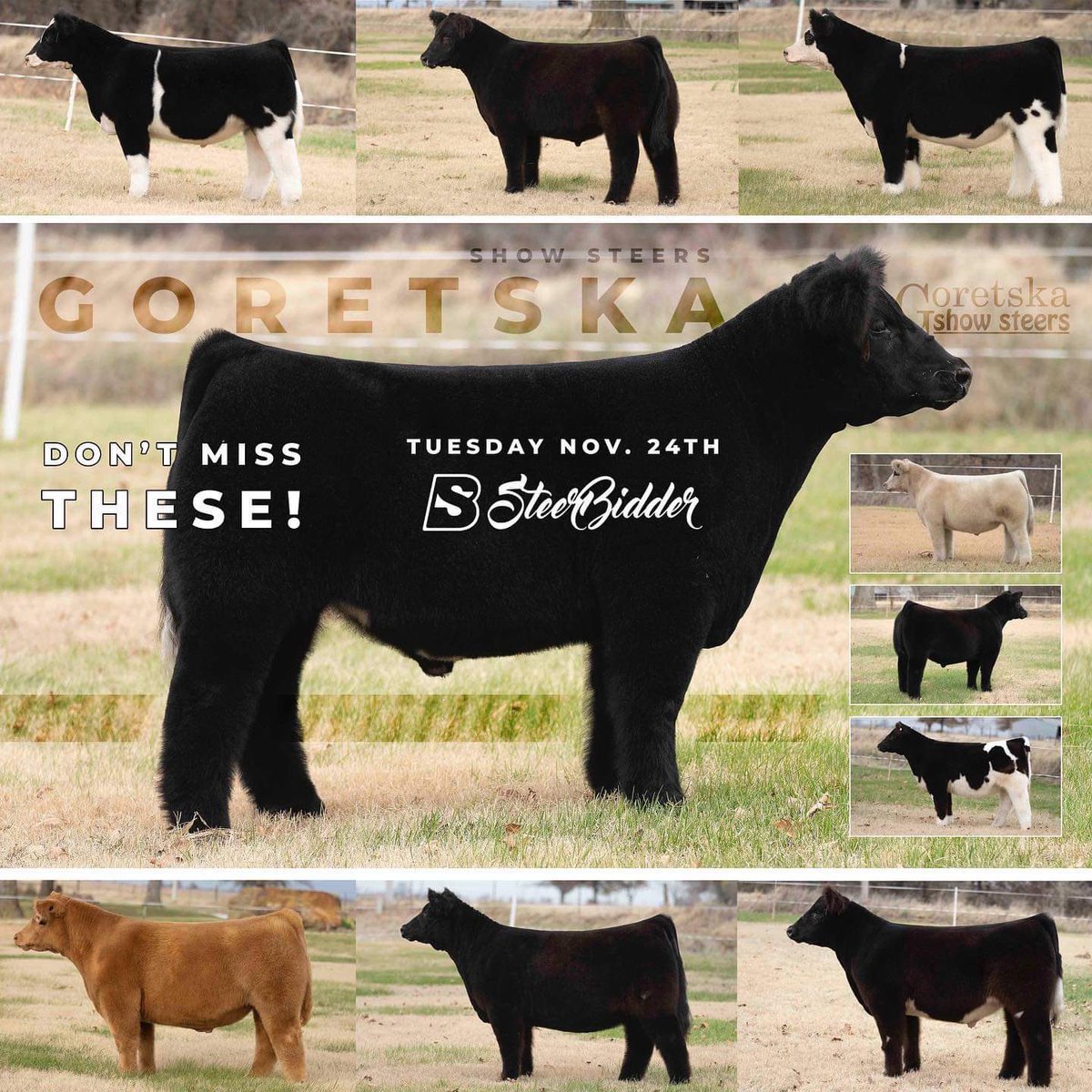 Sale day today!! Be the winning bidder for the Texas Hold’em Sale tonight on steerbidder.com <a href="/ConnerBankus/">Conner Bankus</a> <a href="/Michael_jones_/">Michael Jones</a>