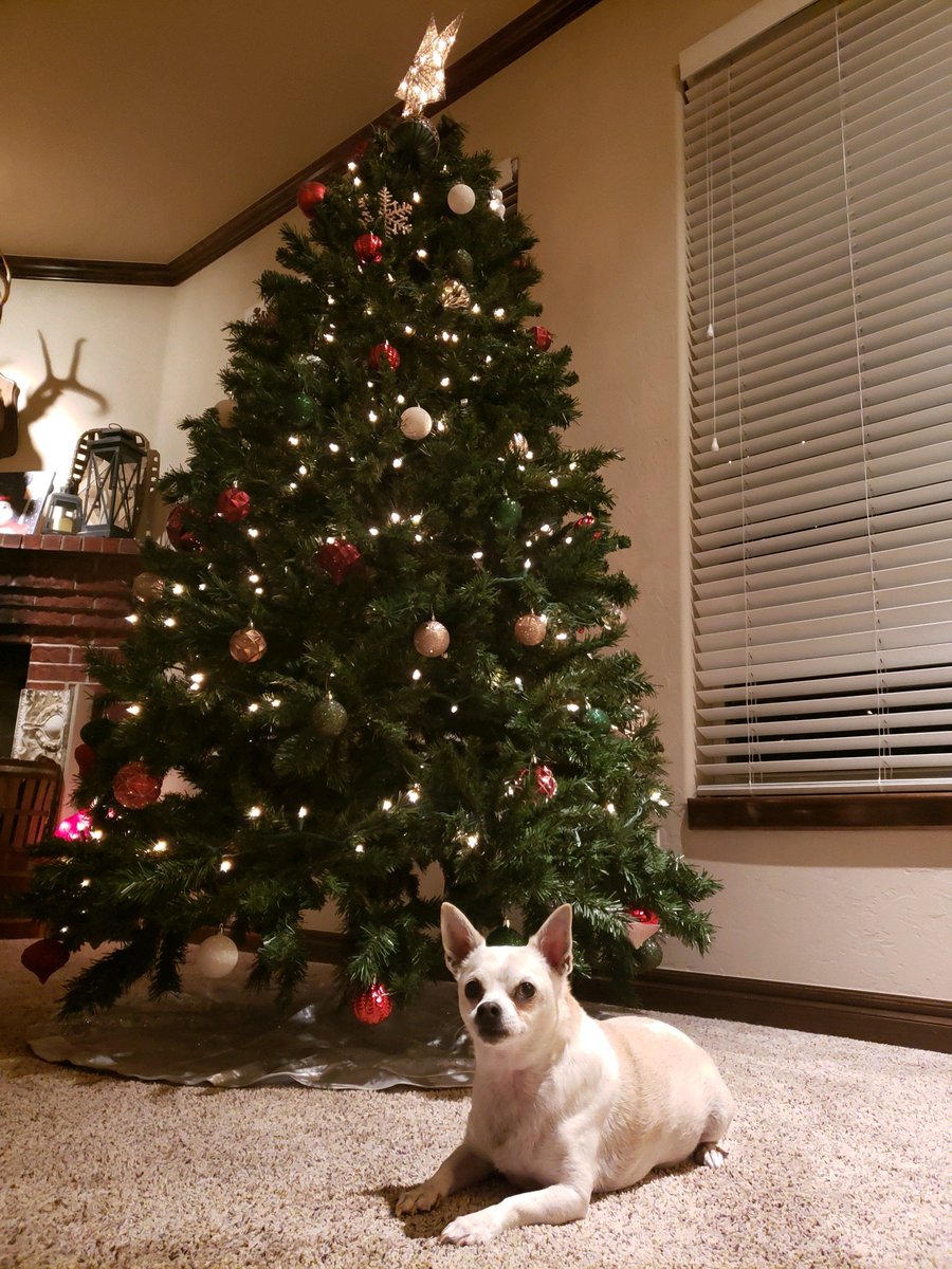 Our tree is up because Gizmo couldn't wait! #santapaws