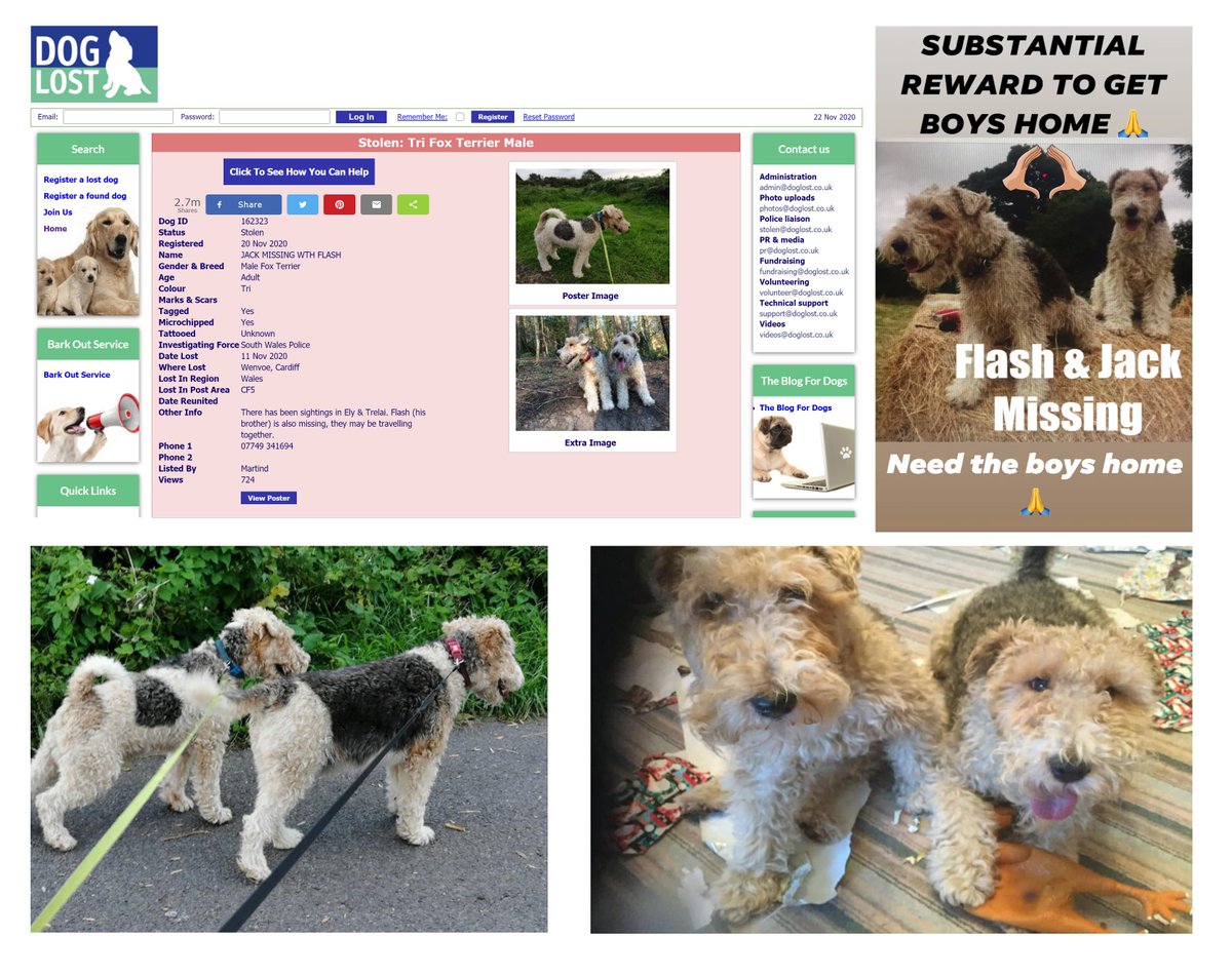 wo Fox Terriers: White Black and Tan 
NAMES: Jack and Flash Lost in Wenvoe, Cardiff. Wales
Please RT 
<a href="/DawnTay50363709/">Dawn Taylor</a>

facebook.com/groups/1466899…
doglost.co.uk/dog-blog.php?d…