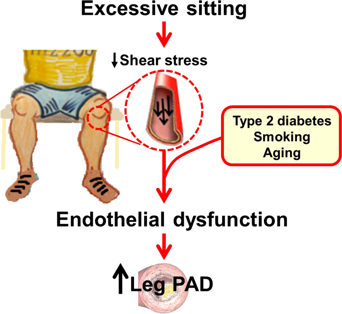 ajpheartcirc's tweet image. Read more on #ProlongedSitting in this insightful Review by Padilla et al &quot;Prolonged sitting leg vasculopathy: contributing factors and clinical implications&quot; ow.ly/TeBU50CtvDe