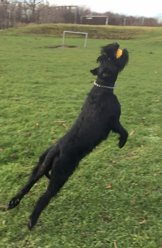 Danny Rogiers tweet media