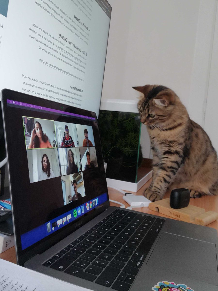 weglot's tweet image. When the online meeting started but you&apos;re not camera ready 🐈

#2020problems