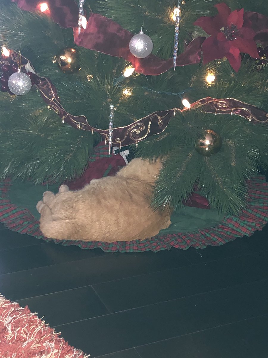 K_Phair's tweet photo. With the weather changing, snow on the ground, and another possible lockdown coming, Ferguson has begun working from home. Today’s Christmas tree inspection revealed no pigeons or pigeon sign. Anyone needing this service, please call, “Here Kitty-Kitty,” or shake a treat box. https://t.co/2EMinj71MM