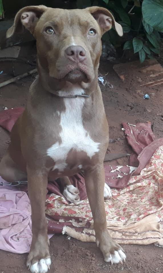MariaEspinolaC's tweet photo. @perdidospy PERRO PERDIDO!

¡Se perdió el día viernes 13 por la tarde noche en Ñemby - La Lomita hacia la plaza Perlita Fernández ! 

Responde al nombre de Akira.

¡Por favor si sabe algo contáctenos!
Celular Nro. 0981434656

¡OFRECEMOS RECOMPENSA!
POR FAVOR DIFUNDIR 🥺🙏🏻 https://t.co/5GSvs0wthp
