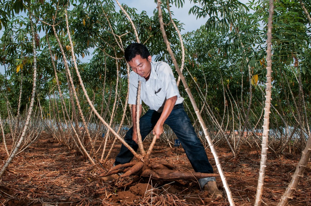 ASTINews's tweet photo. More ambitious policy measures are needed to tackle Laos's underinvestment in agricultural R&amp;D, to ensure that research stays adequately staffed into the future, and to ensure that research targets well-defined priority areas. https://t.co/o6ntq3kzVH https://t.co/hep3NeCnLY