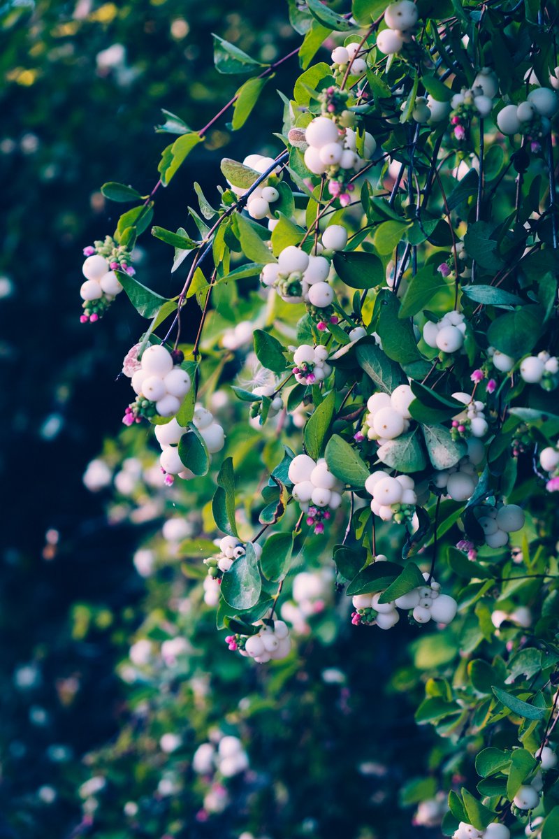 #TriviaTuesday

Can you tell what shrub this is? It can reach three to six feet in height. Its common name is in reference to the snow-like inner texture of the berries this shrub produces. Type your guess now and win a 10%off promo code from PlantIDCards.

📷: Photo by Maylee