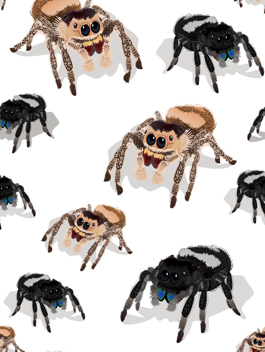 Stormslegacy's tweet photo. Finished my jumping spider pattern! They are strangely adorable.
#PhidippusRegius #jumpingspider #petjumpingspider #phids #regalJumpingSpider #Spooder https://t.co/kfUwdqP1sJ