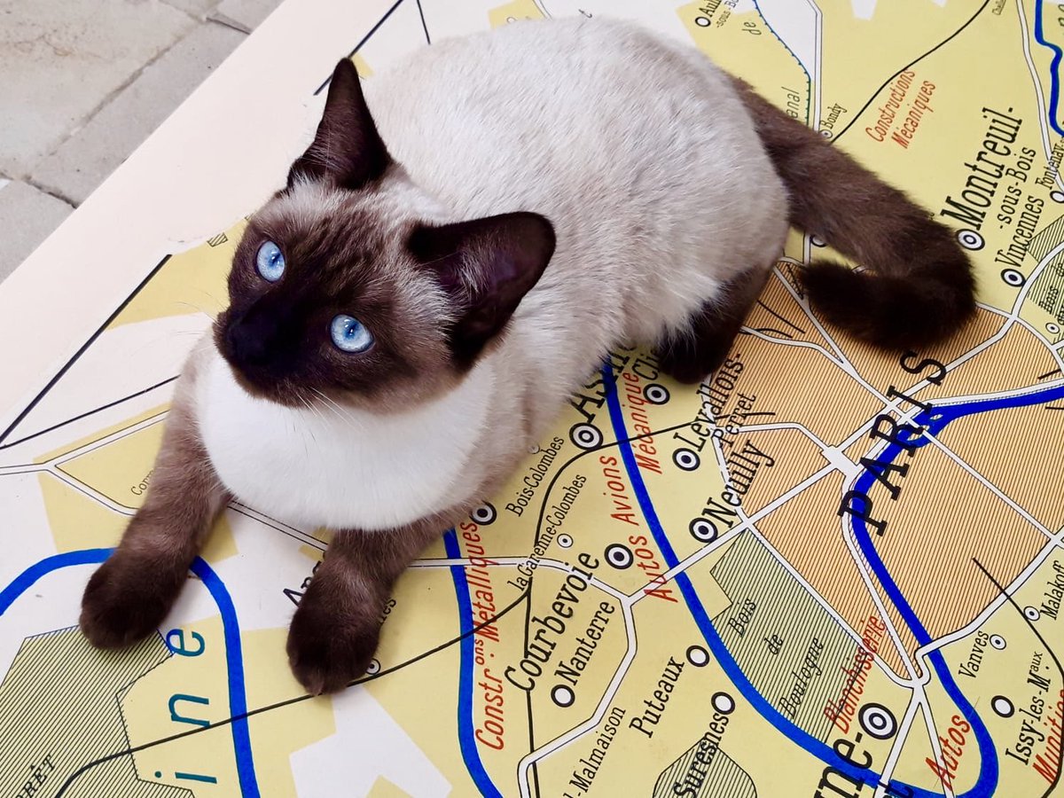 ClaraCastagne's tweet photo. Il semblerait que mon assistante personnelle ait des envies d’évasion... 

#estampes #art #geographie #map #Paris #éditionlimitée #chat #womanartist #frenchartist 

ℹ️ #LeRéservoir #Sète◾️#LaSerre #Montpellier◼️ https://t.co/o91TCs1kej