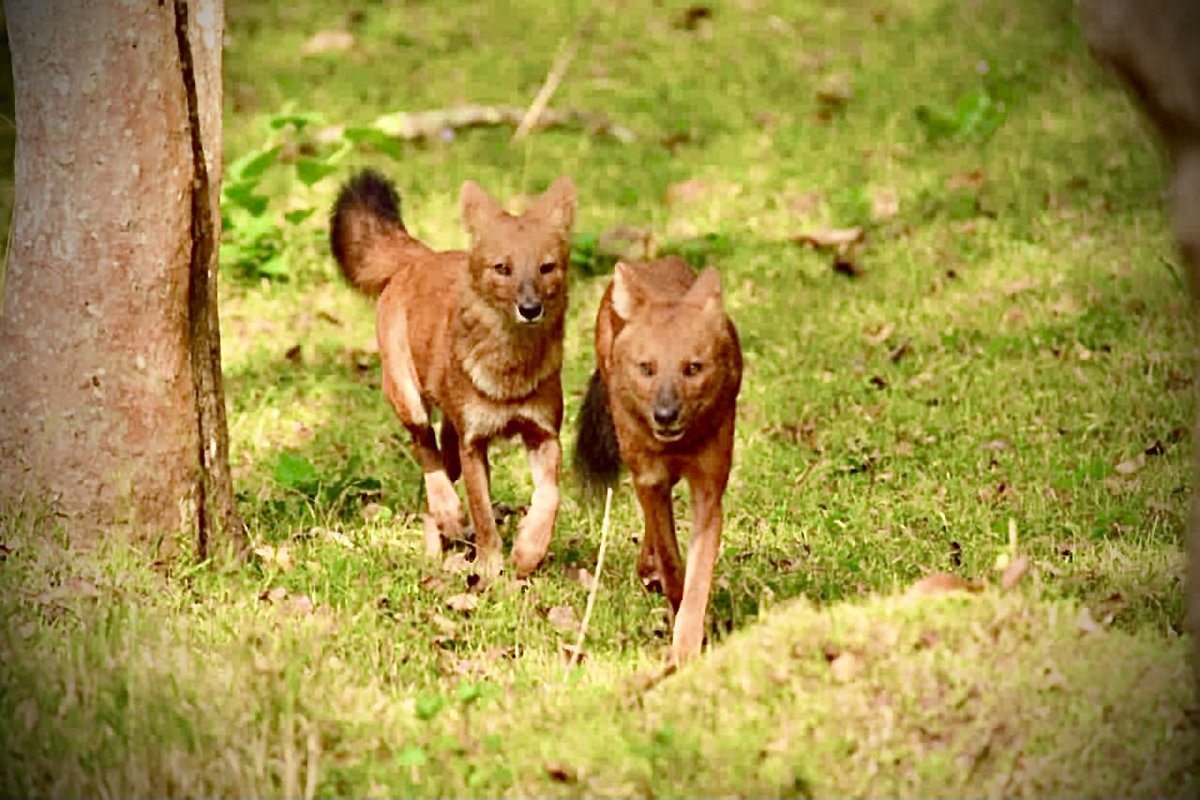 S. Rajiv Krishna tweet media