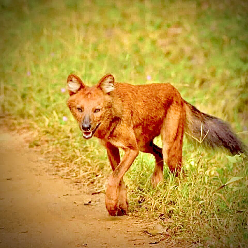 S. Rajiv Krishna tweet media