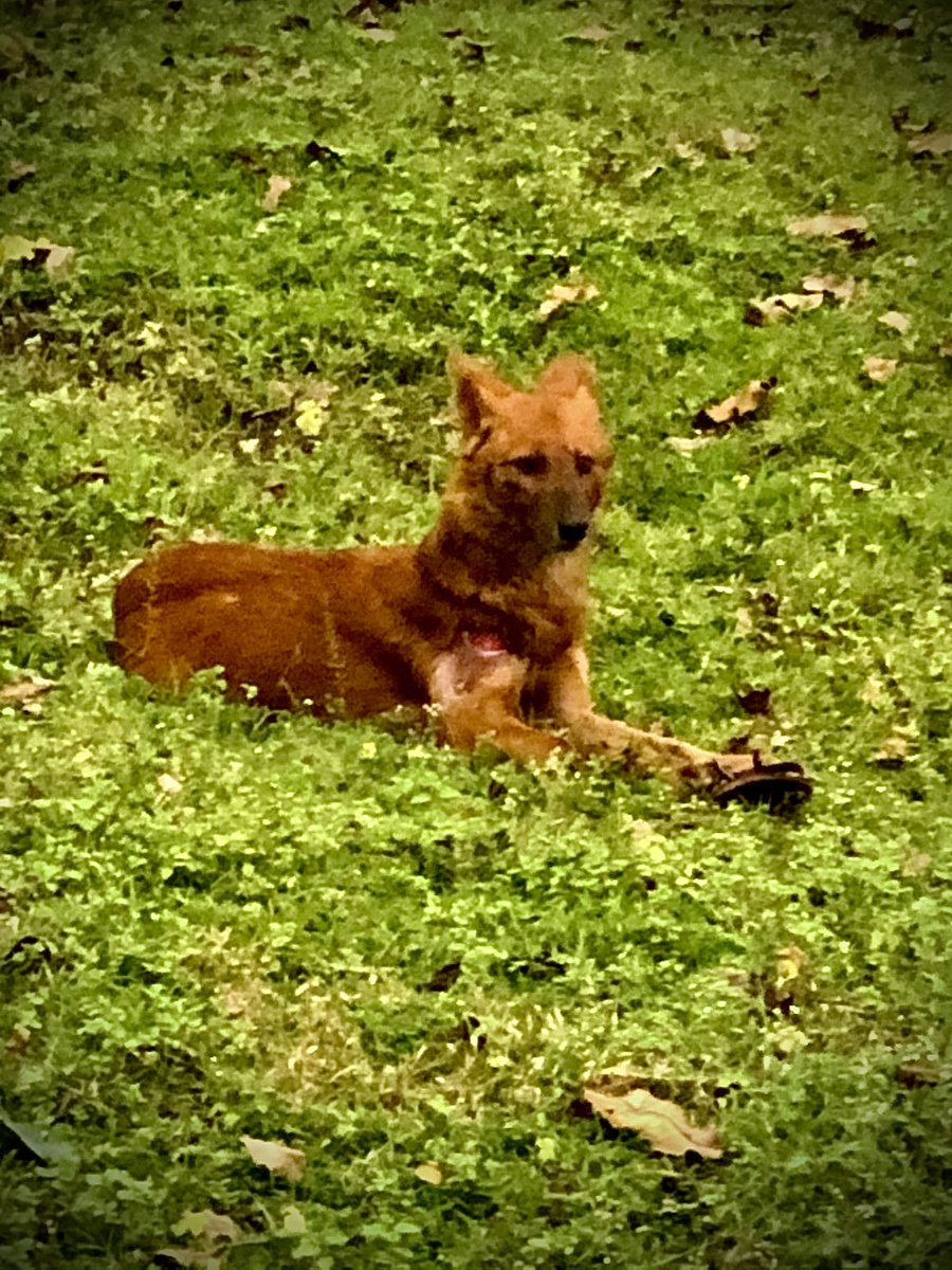 S. Rajiv Krishna tweet media