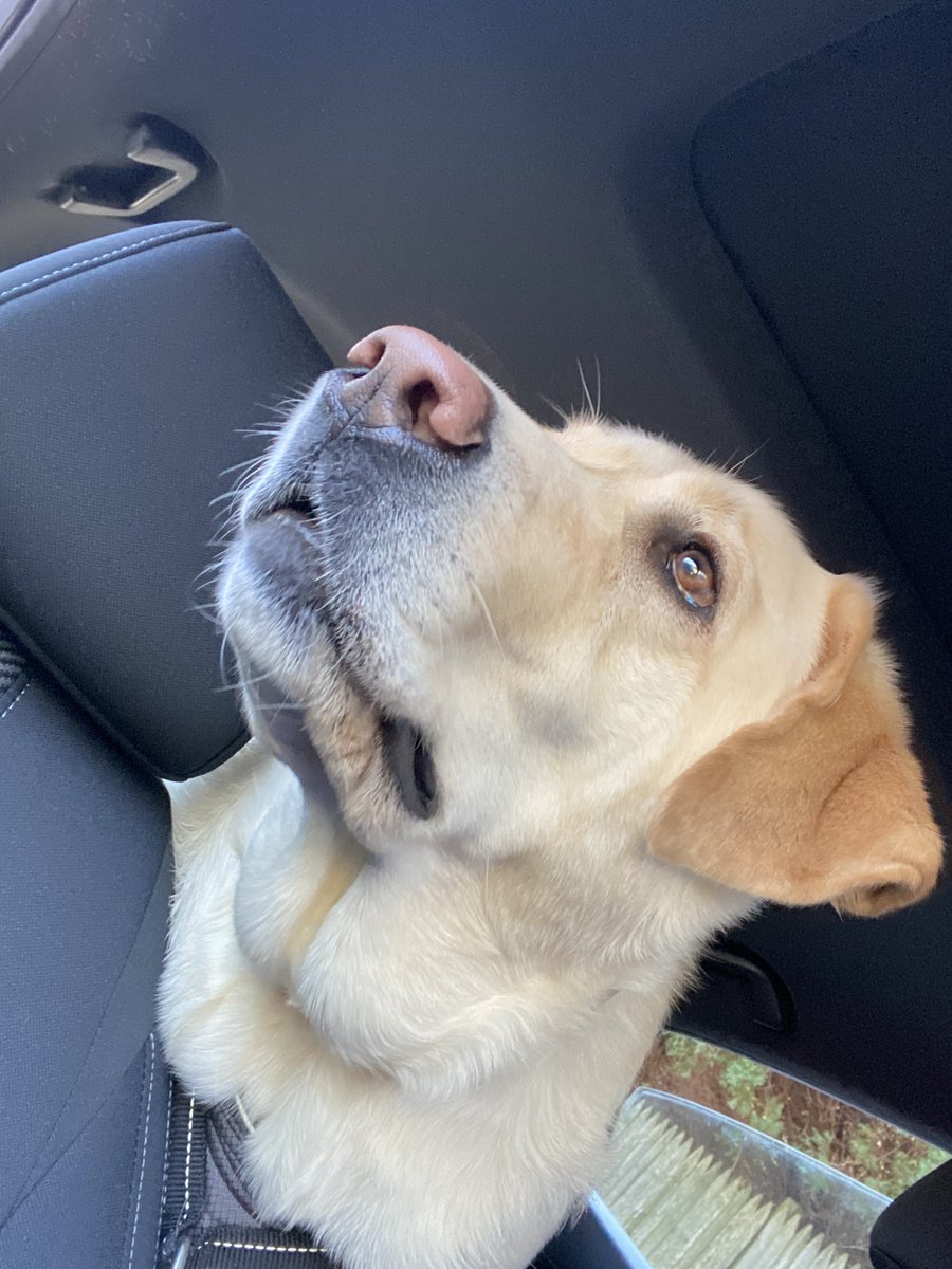 Rhealy0425's tweet photo. The look he gives when his favorite song comes on the radio! #RJ #LandOfHopeAndDreams #RespectTheBoss #springsteen https://t.co/somOVep2Vx