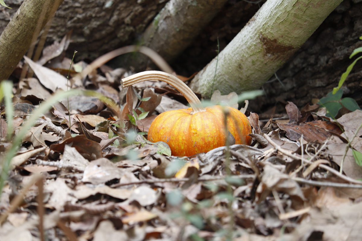 clhsc_ccenter's tweet photo. I spy a pumpkin on our daily walk!  #CLHSSelfcarechallenge https://t.co/ZbVxKWXpK7