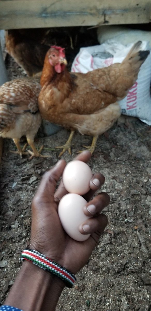 Two kienyeji eggs per day is where we at  &ndash; bei  Imara Daima